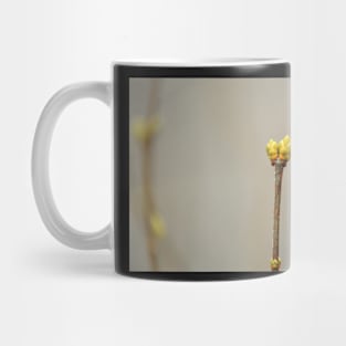 lilac buds in winter Mug